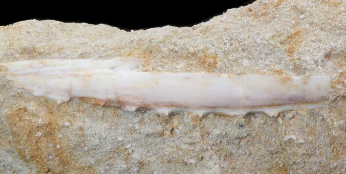Cretaceous Fish (Enchodus) Jaw Section - Morocco #38442